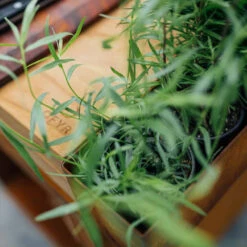 Brasero Plancha Island Corten PRO 100 Bois De Teck + Housse - Ofyr -Esprit Barbecue ofyr island pro 100 teck 2020000022121 5